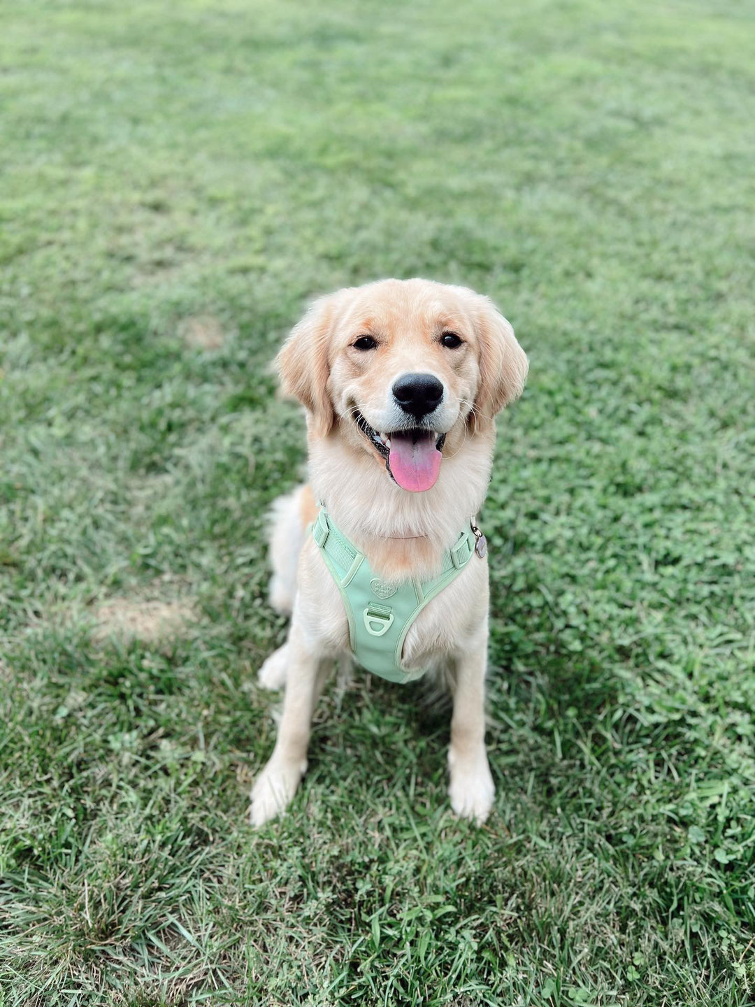 Large Breed Basics No-Pull Harness