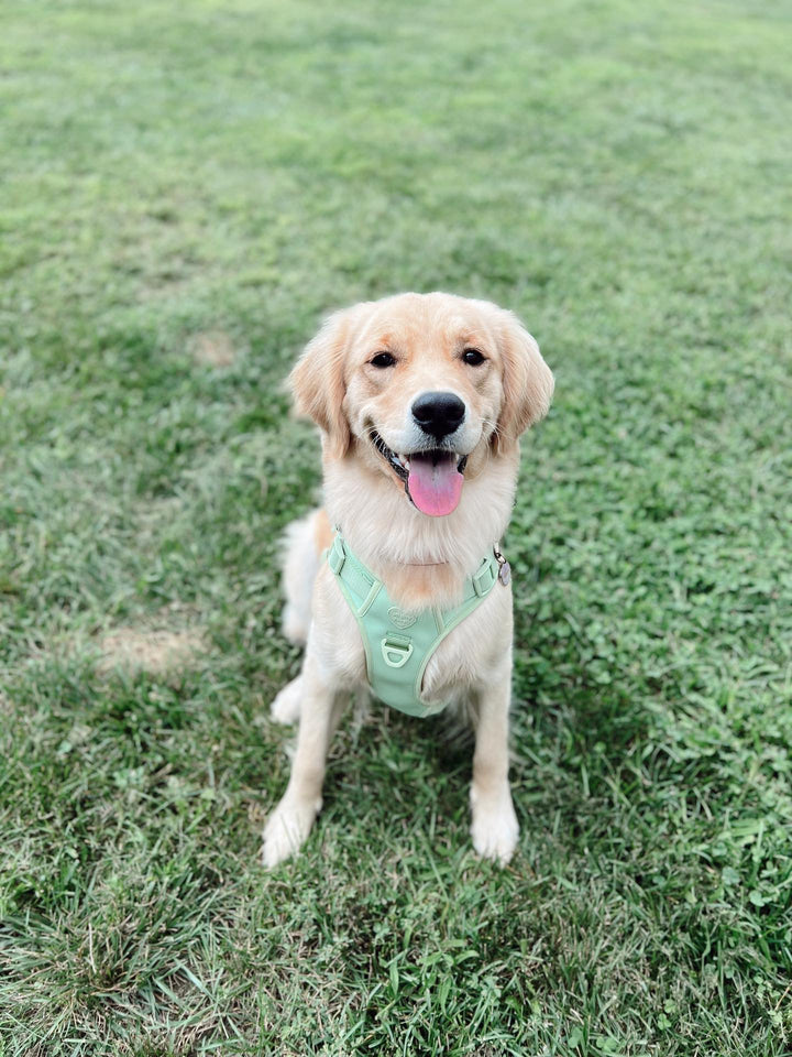 Large Breed Basics No-Pull Harness