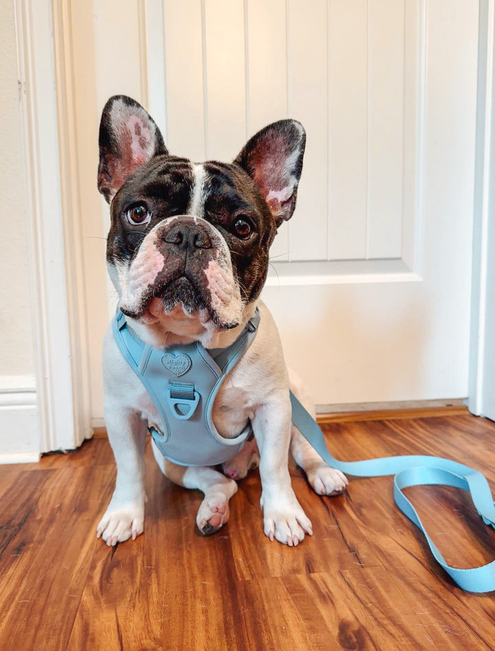 Large Breed Basics No-Pull Harness