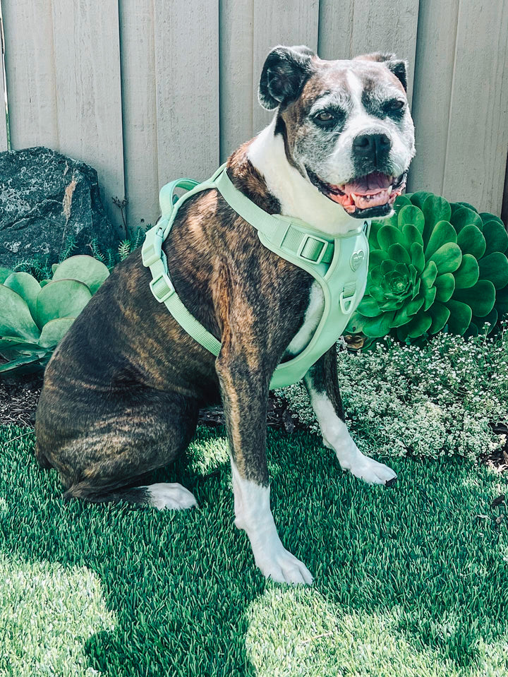 Large Breed Basics No-Pull Harness