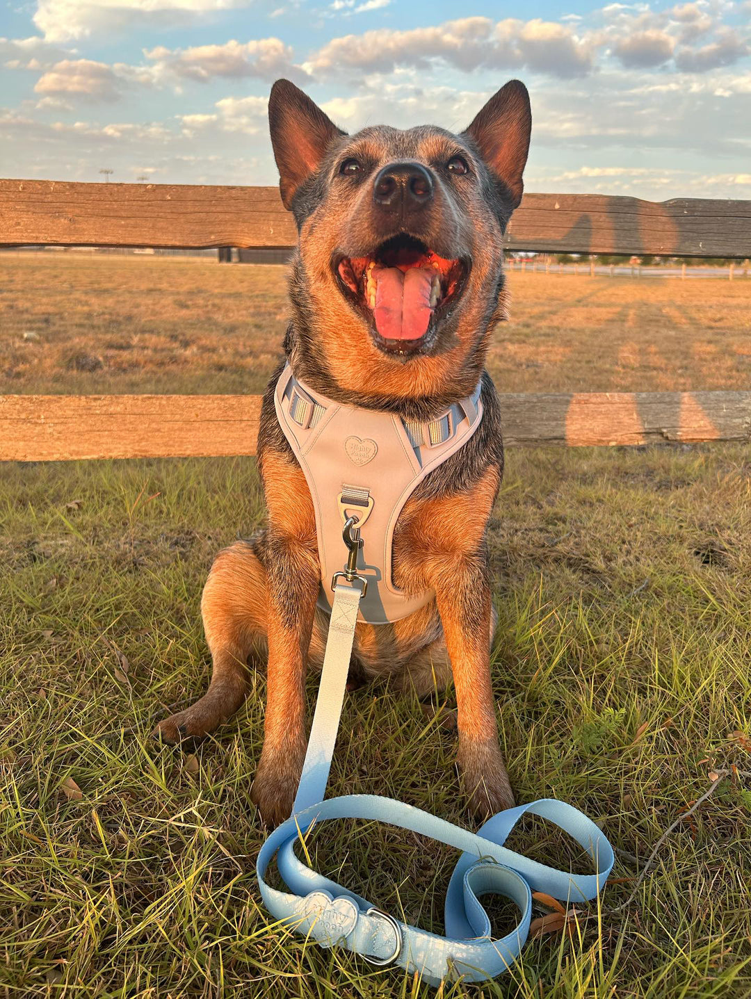 Large Breed Basics No-Pull Harness