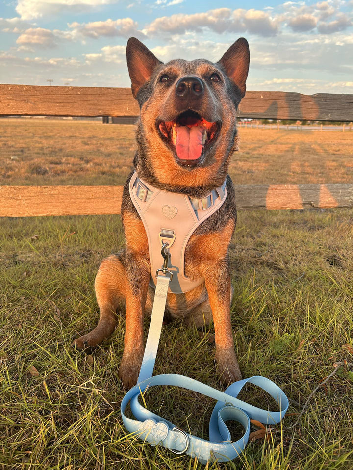 Large Breed Basics No-Pull Harness
