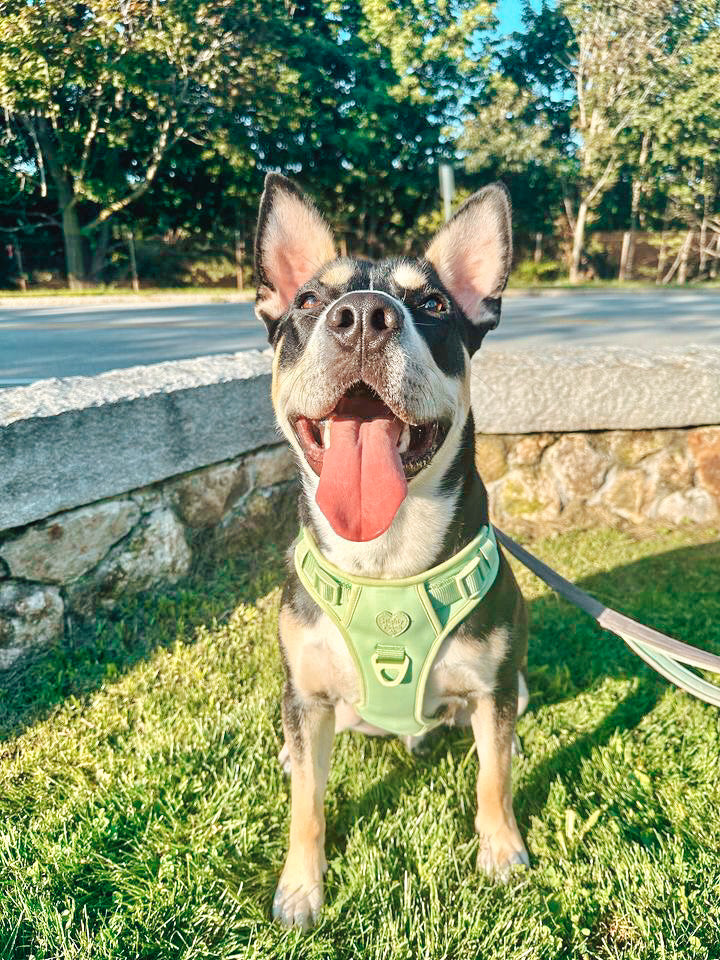 Large Breed Basics No-Pull Harness