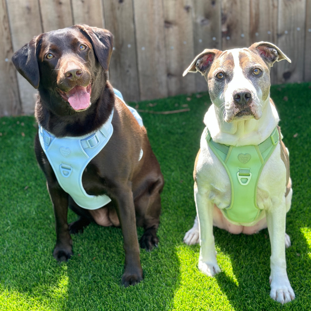 Large Breed Basics No-Pull Harness