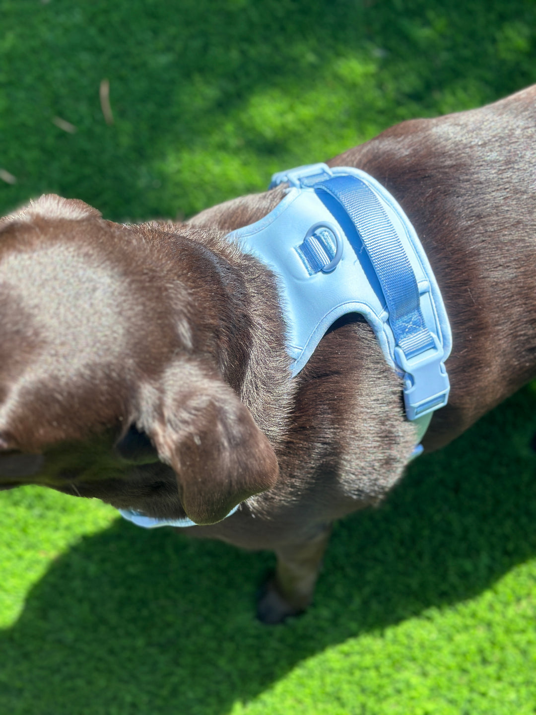 Large Breed Basics No-Pull Harness
