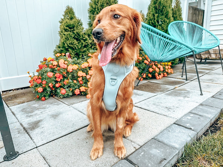 Large Breed Basics No-Pull Harness
