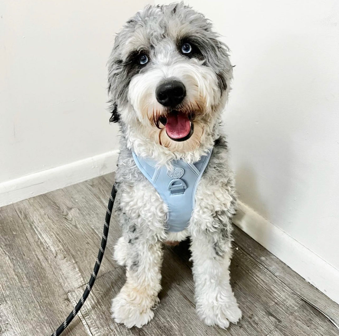 Large Breed Basics No-Pull Harness