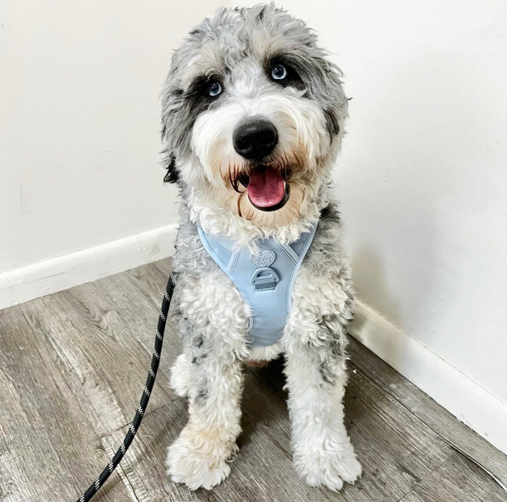 Large Breed Basics No-Pull Harness