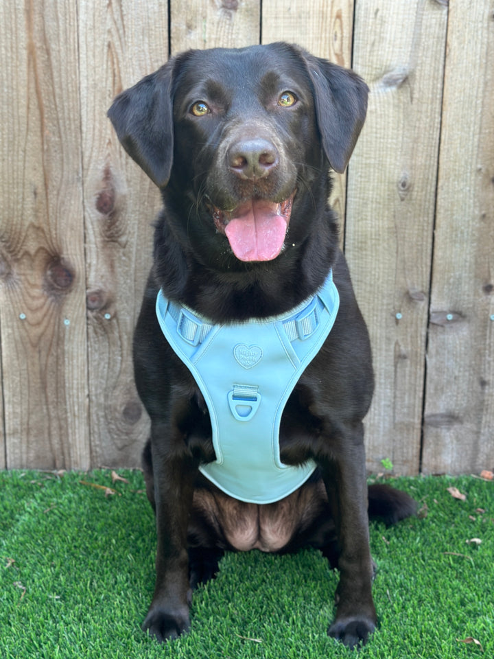 Large Breed Basics No-Pull Harness