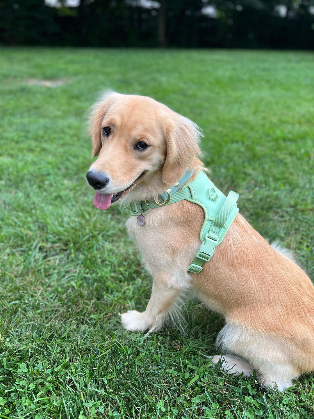 Large Breed Basics No-Pull Harness