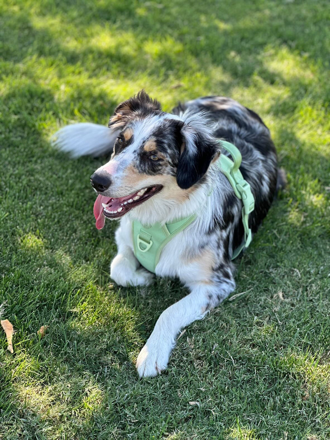 Large Breed Basics No-Pull Harness