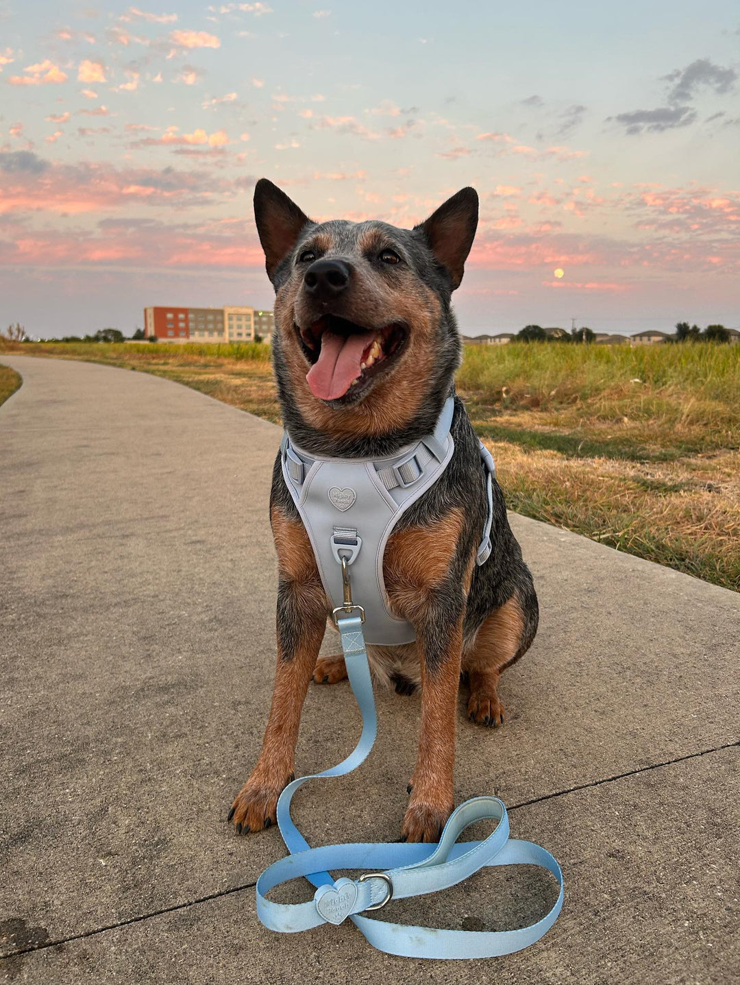 Large Breed Basics No-Pull Harness