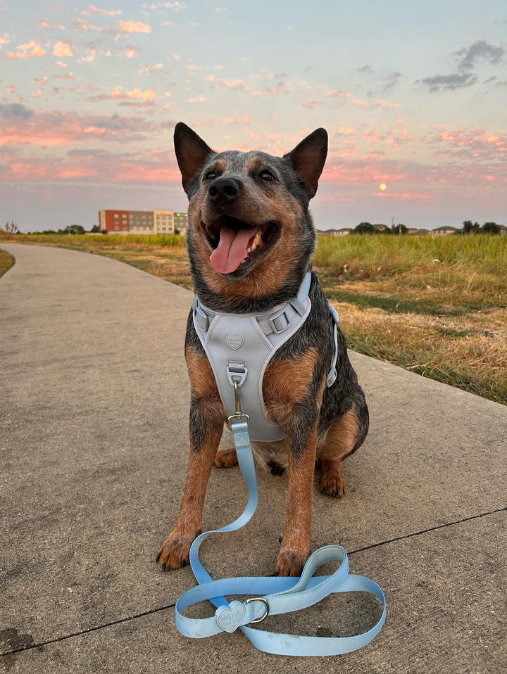 Large Breed Basics No-Pull Harness