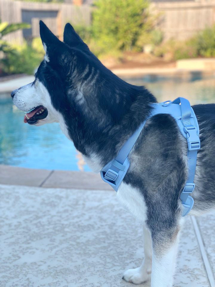 Large Breed Basics No-Pull Harness