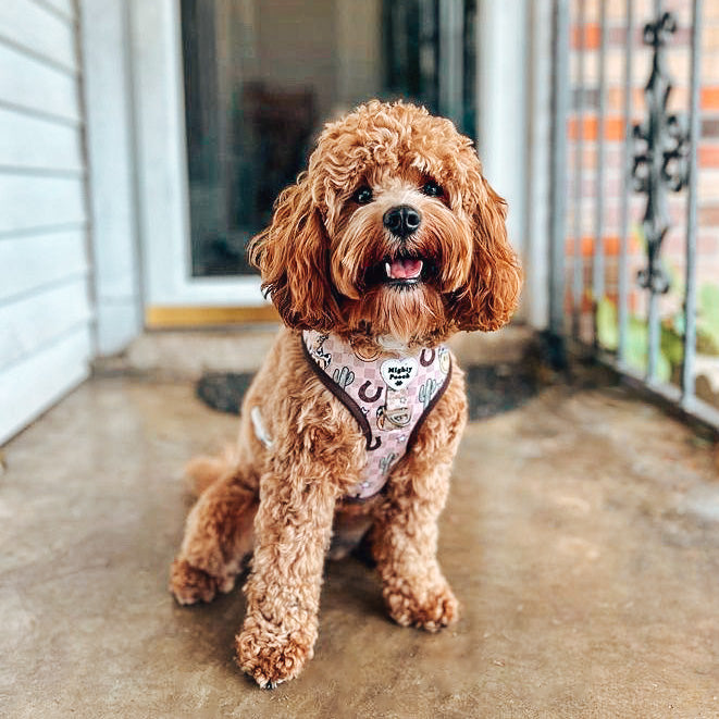 No-Pull Adjustable Harness - YeePaw 🤠