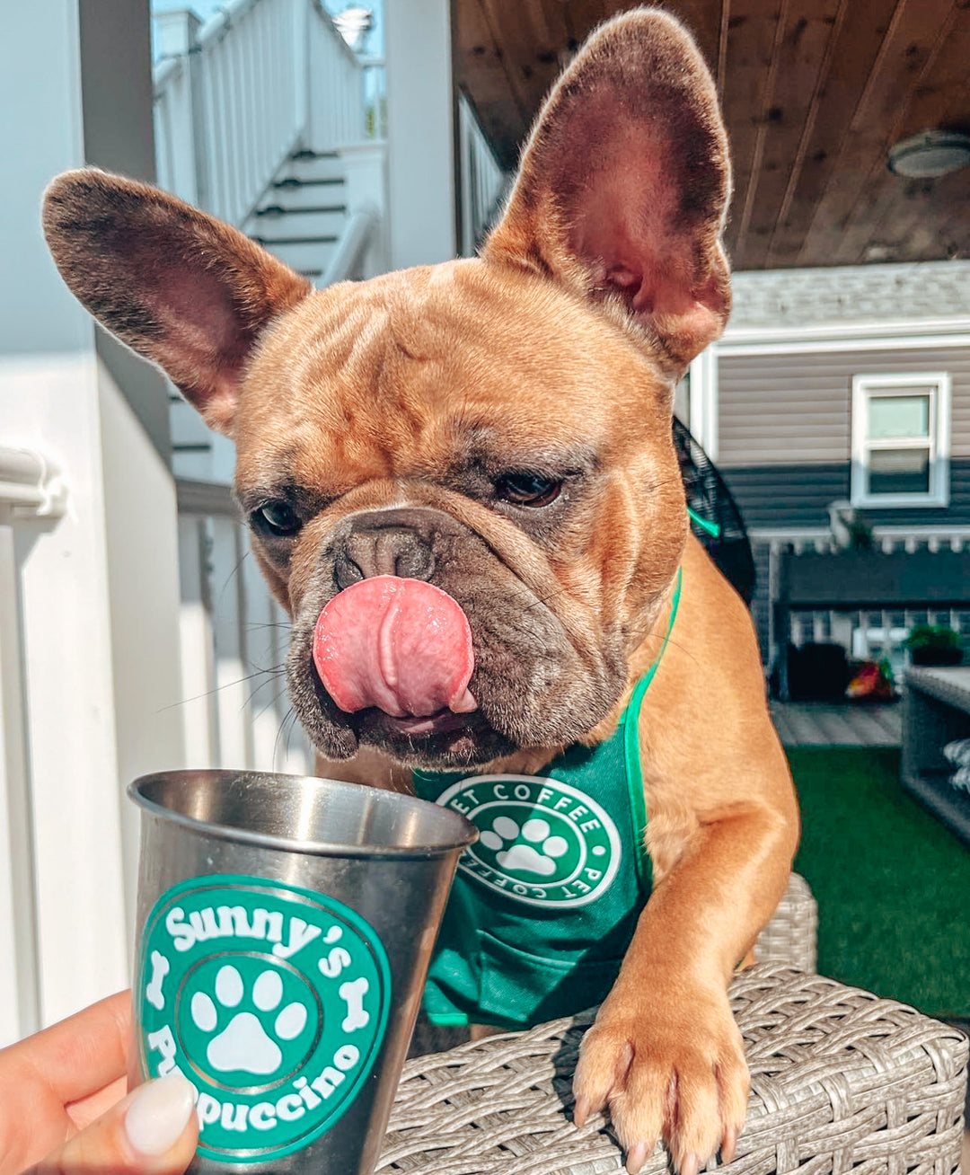 Starpaws Puppuccino Apron
