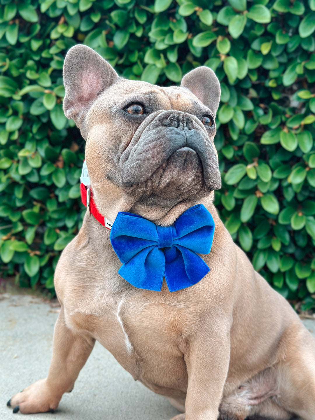 Velvet Sailor Bow - Sapphire