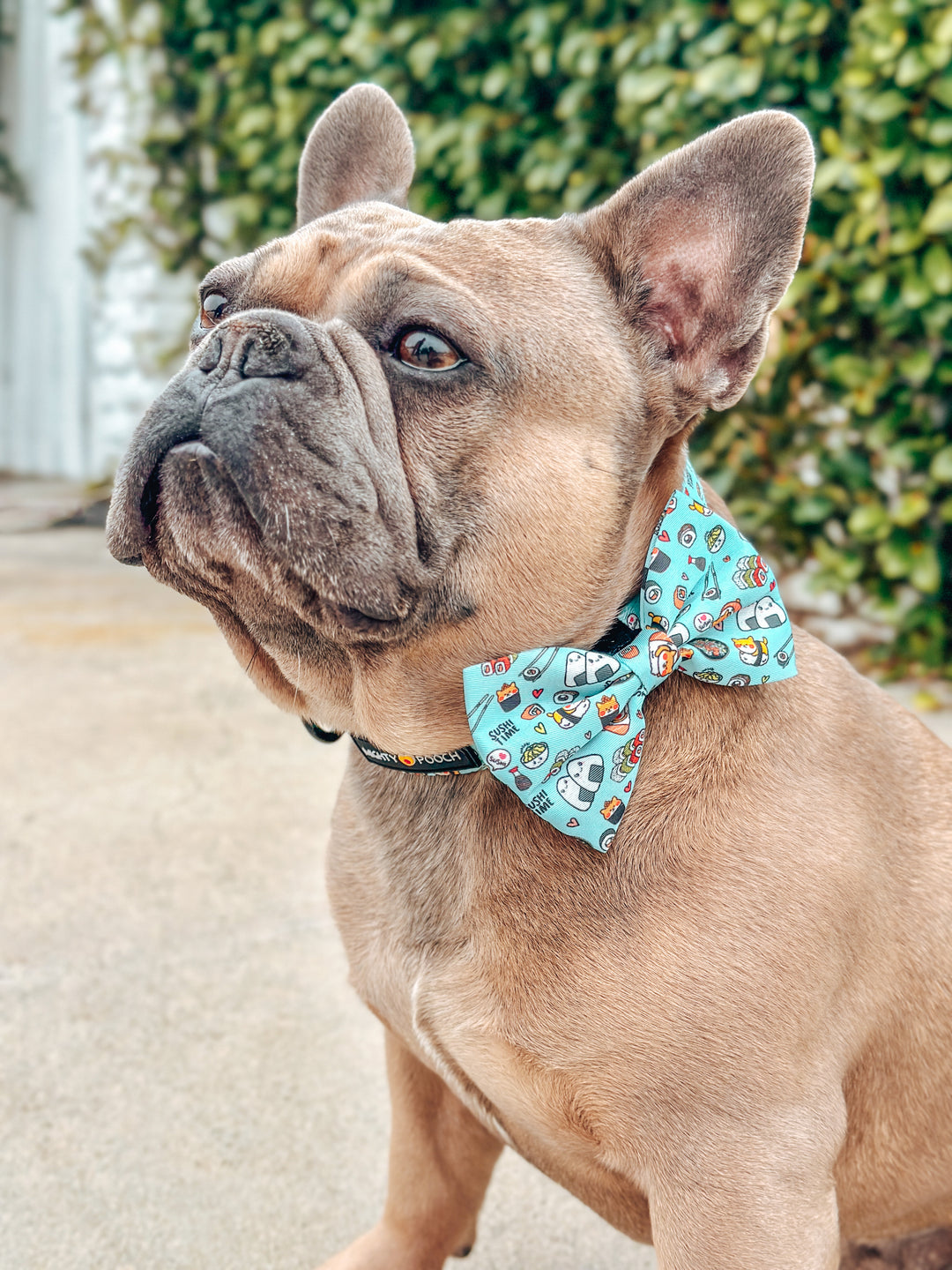Bow Tie - Sushi Time 🍣