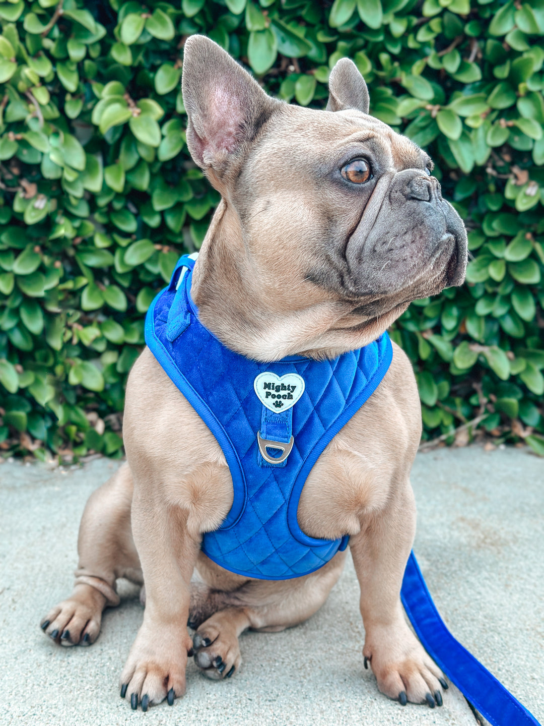 Velvet Adjustable Harness - Sapphire 💙