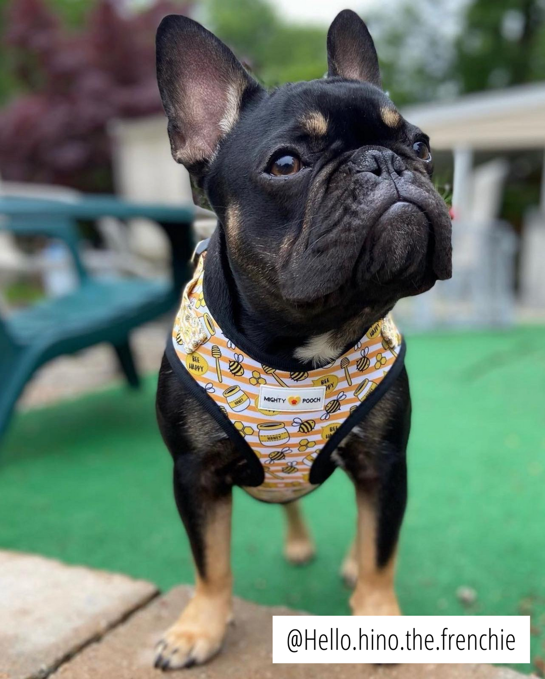 Adjustable Harness - Honey Bee 🐝