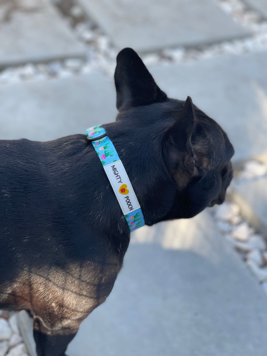 Comfort Collar - Cactus 🌵