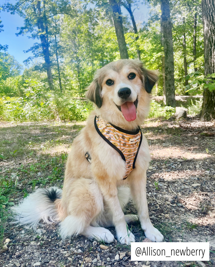Adjustable Harness - Honey Bee 🐝