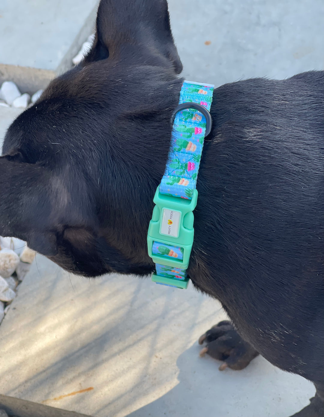 Comfort Collar - Cactus 🌵