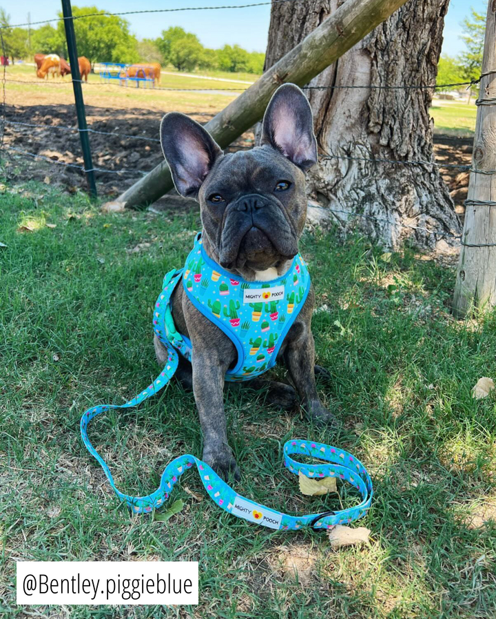 Reversible Harness - Cactus 🌵
