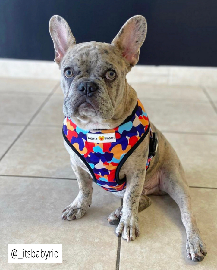 Reversible Harness - Camo ❤️
