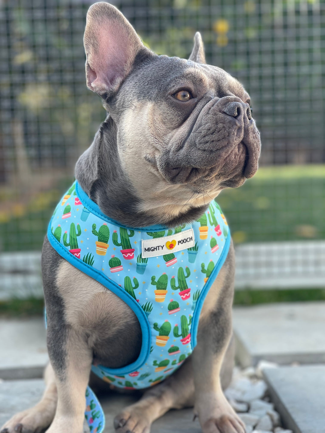 Reversible Harness - Cactus 🌵