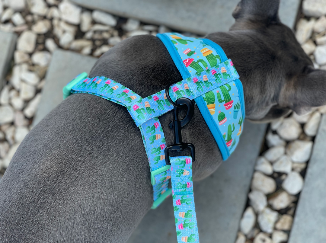 Comfort Leash - Cactus 🌵