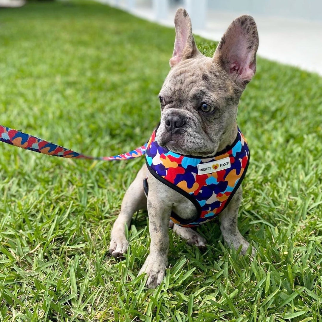 Reversible Harness - Camo ❤️