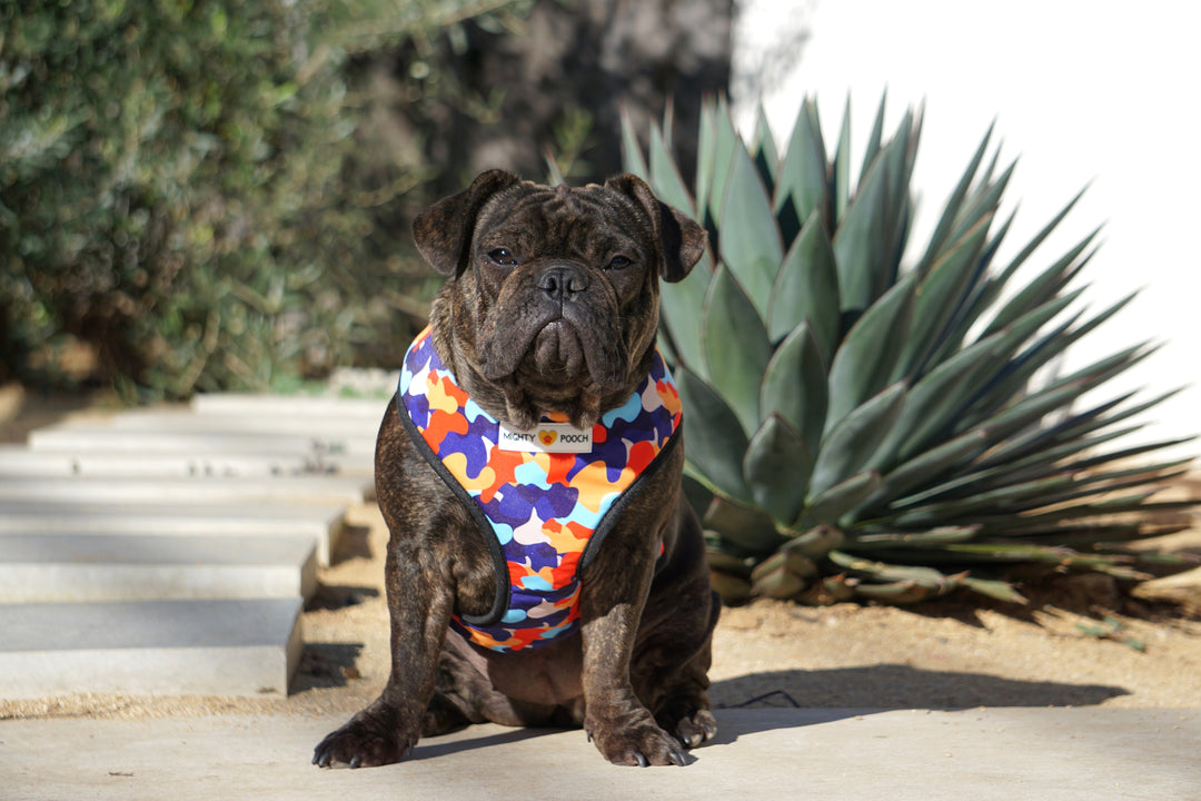 Reversible Harness - Camo ❤️