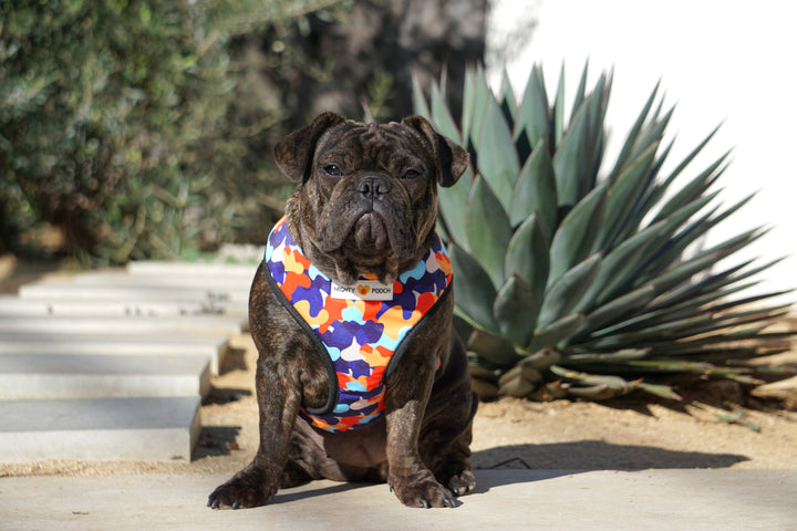 Reversible Harness - Camo ❤️