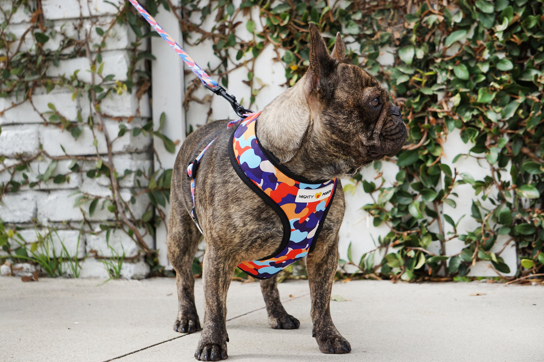 Reversible Harness - Camo ❤️