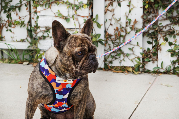 Reversible Harness - Camo ❤️