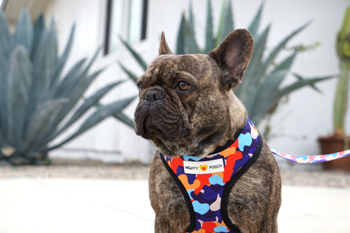 Reversible Harness - Camo ❤️