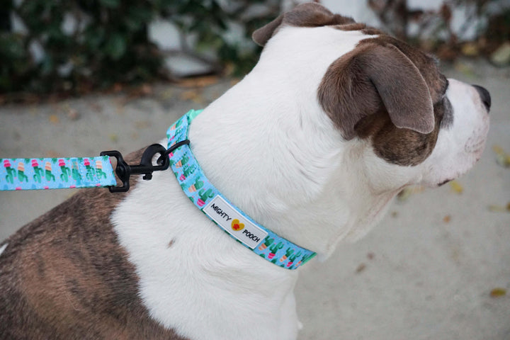 Comfort Collar - Cactus 🌵