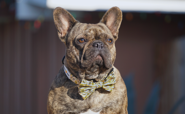 Comfort Collar - Honey Bee 🐝