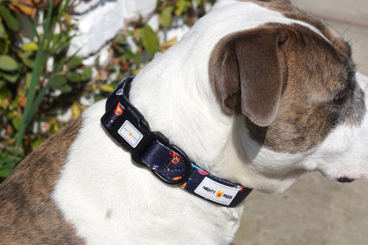 Comfort Collar - Space Jam 🚀