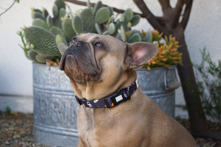 Comfort Collar - Space Jam 🚀