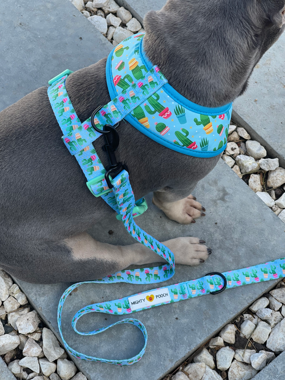 Comfort Leash - Cactus 🌵