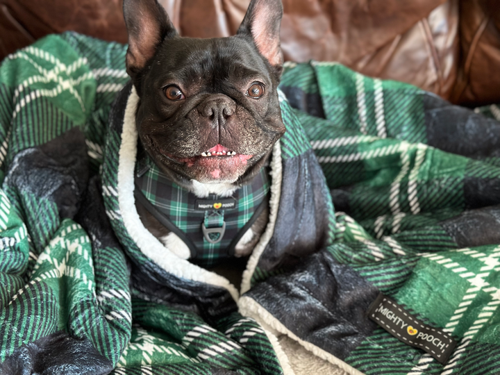 Throw Blanket - Pawfect Plaid 💚