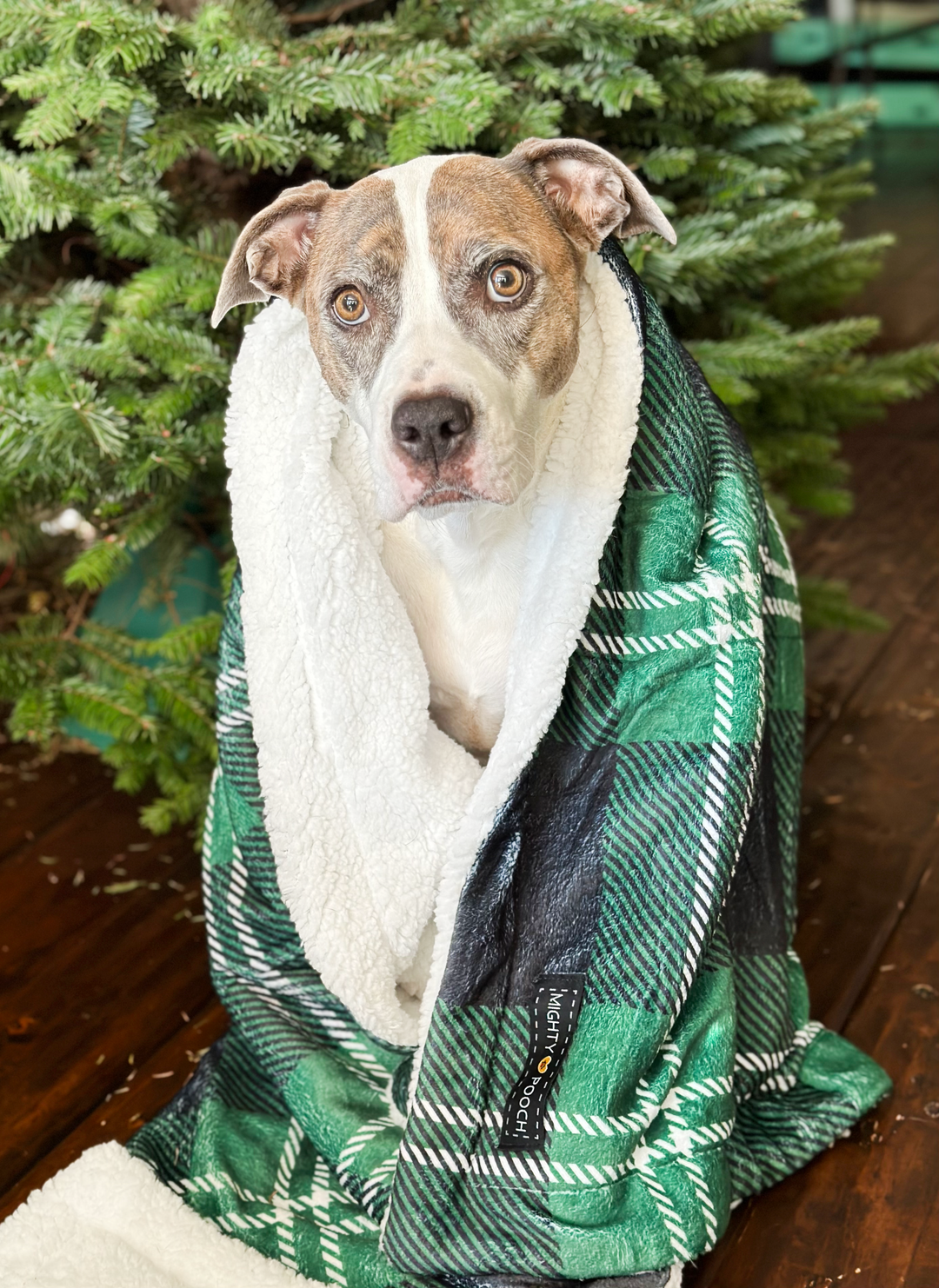 Throw Blanket - Pawfect Plaid 💚