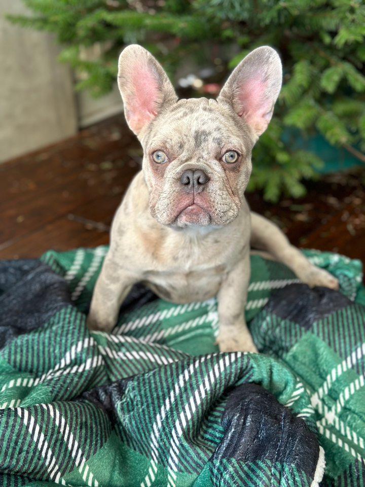 Throw Blanket - Pawfect Plaid 💚