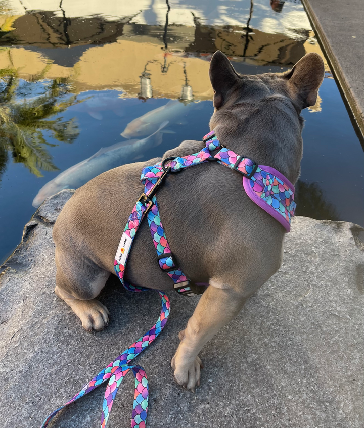 Adjustable Harness - Fish Scale 🐟