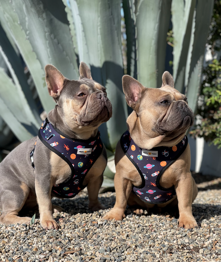 Adjustable Harness - Space Jam 🚀
