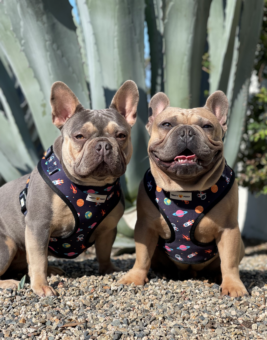 Adjustable Harness - Space Jam 🚀