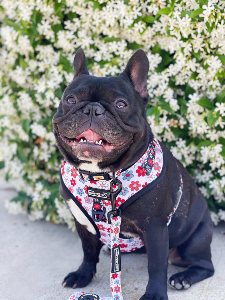 No-Pull Adjustable Harness - Dayzie 🌼