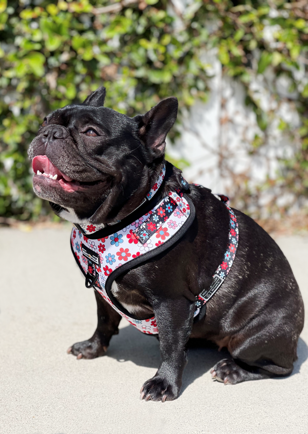 No-Pull Adjustable Harness - Dayzie 🌼